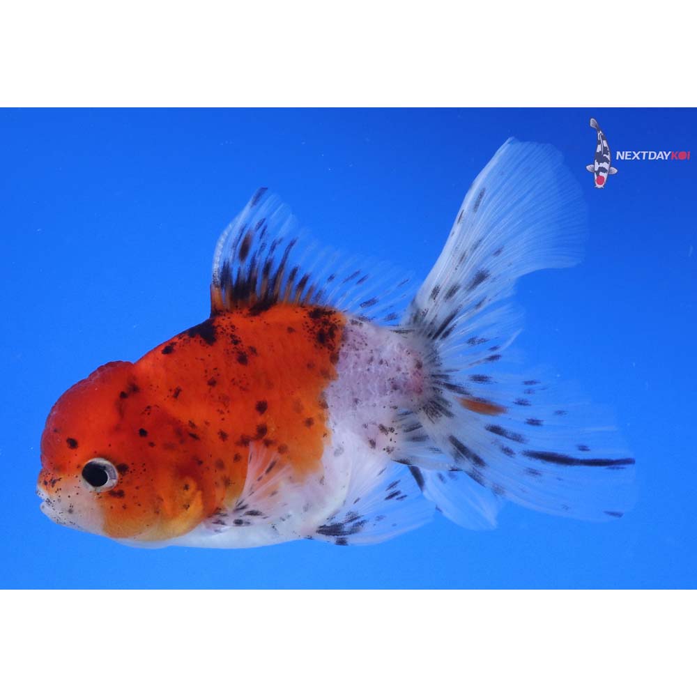 4” Imported Calico Oranda