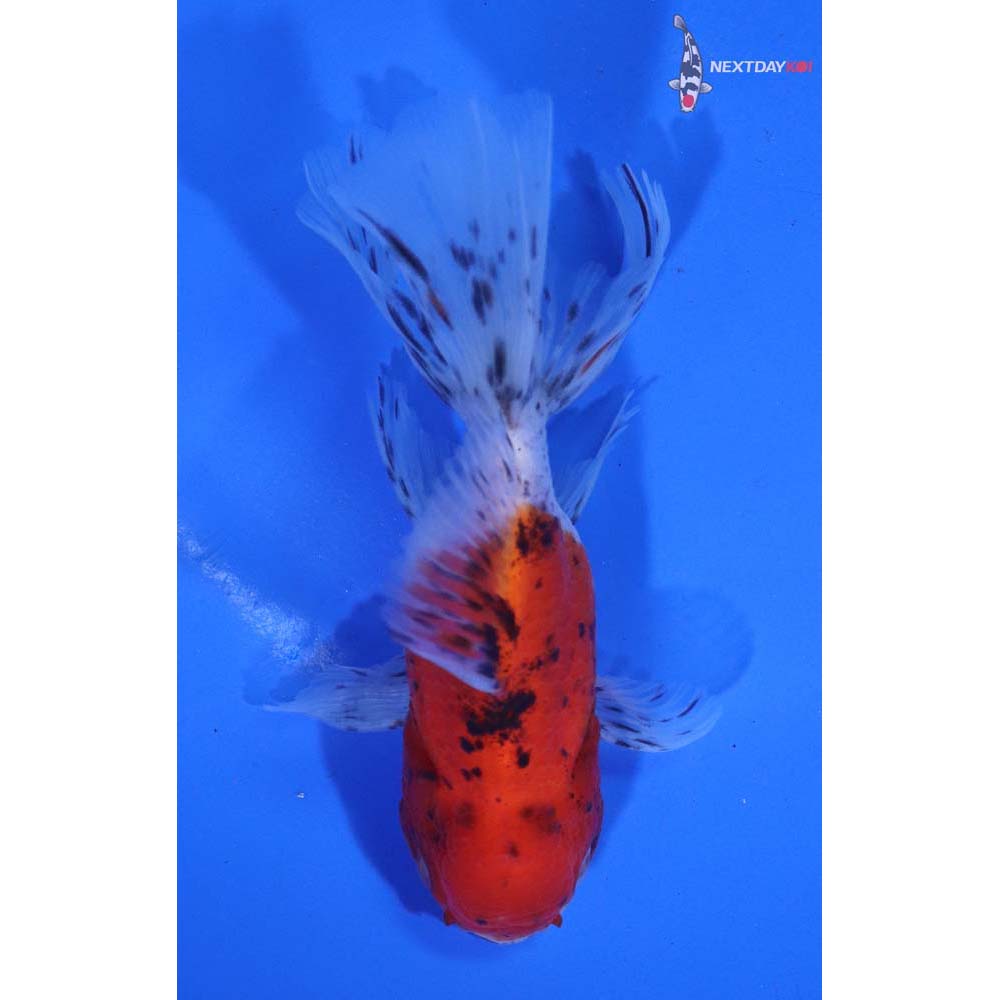 4” Imported Calico Oranda