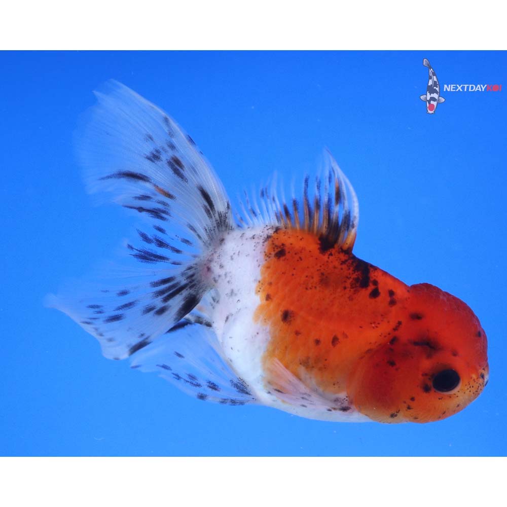 4” Imported Calico Oranda