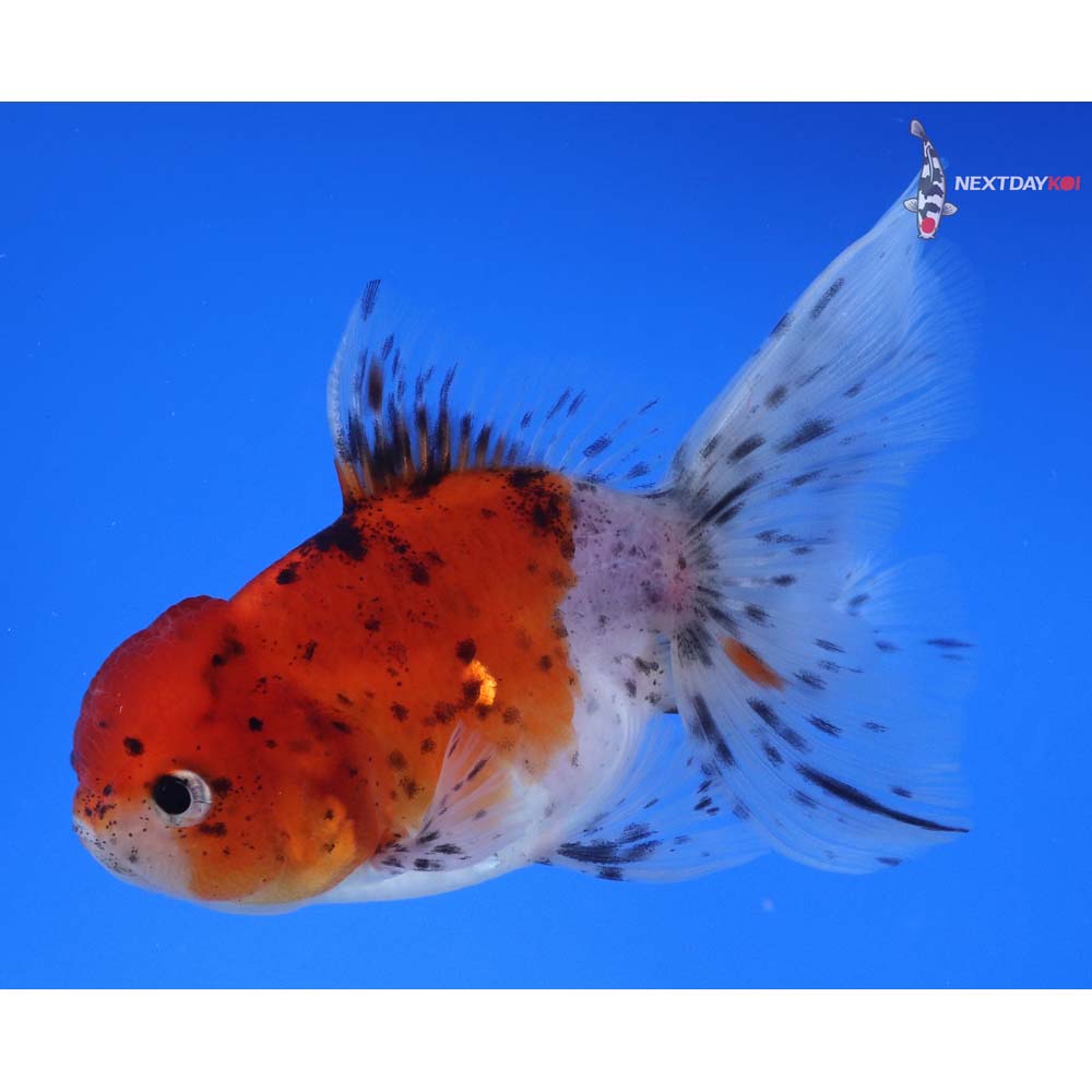 4” Imported Calico Oranda