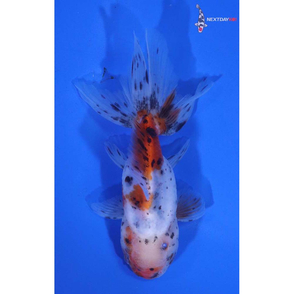4” Imported Calico Oranda
