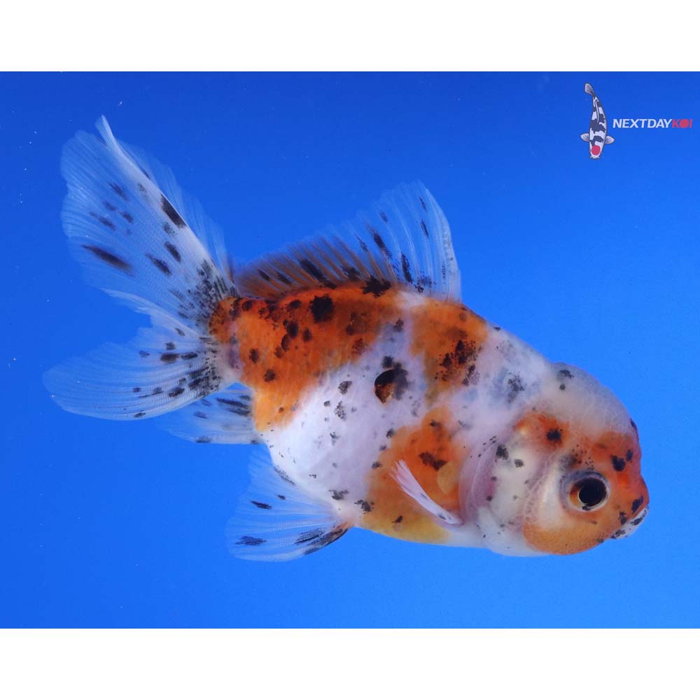 4” Imported Calico Oranda