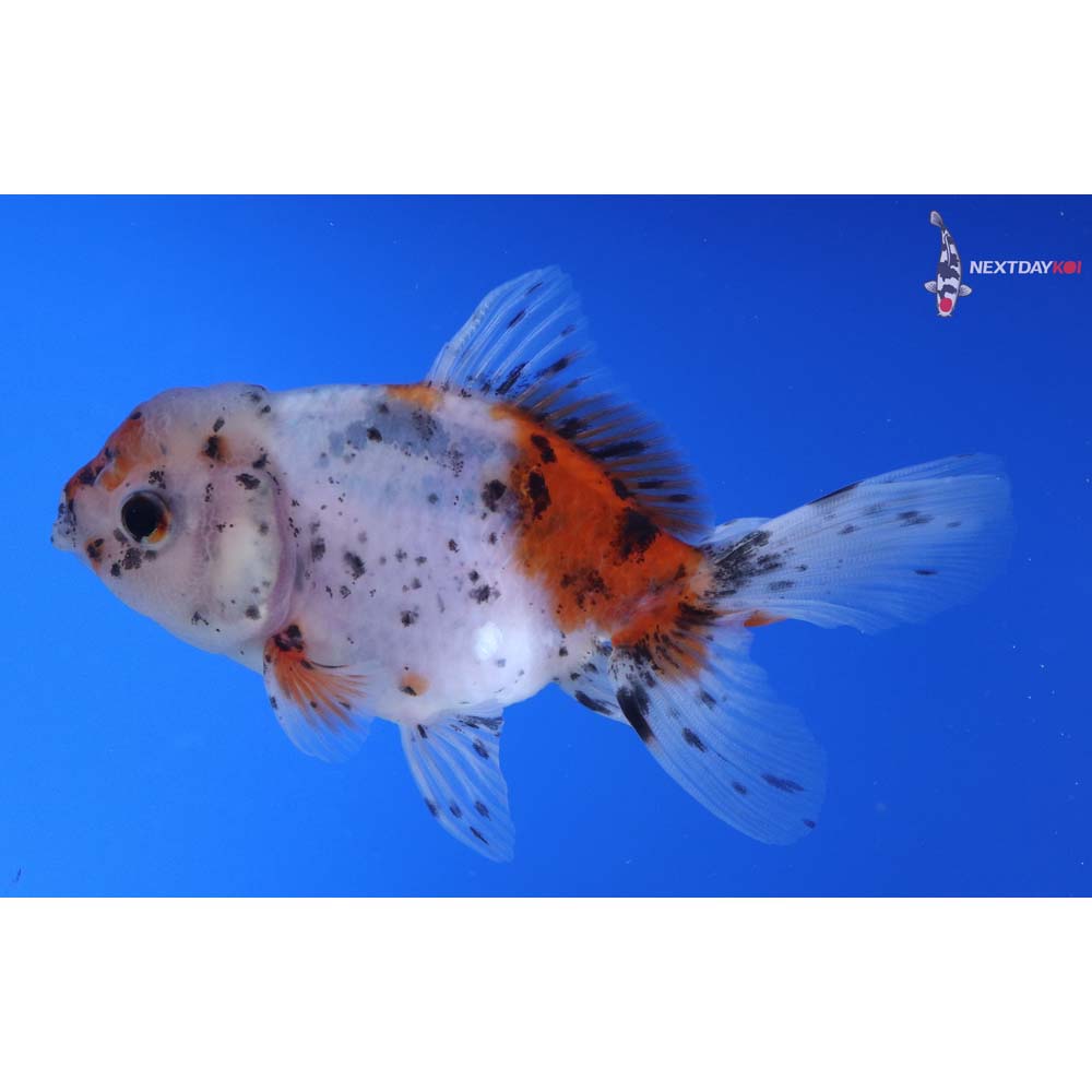 4” Imported Calico Oranda