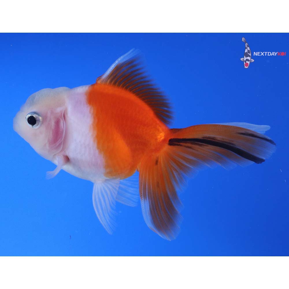 4” Imported Calico Oranda