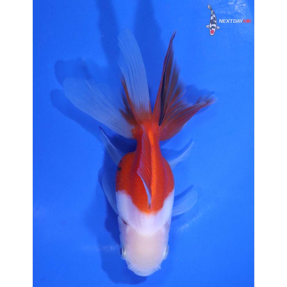 4” Imported Calico Oranda