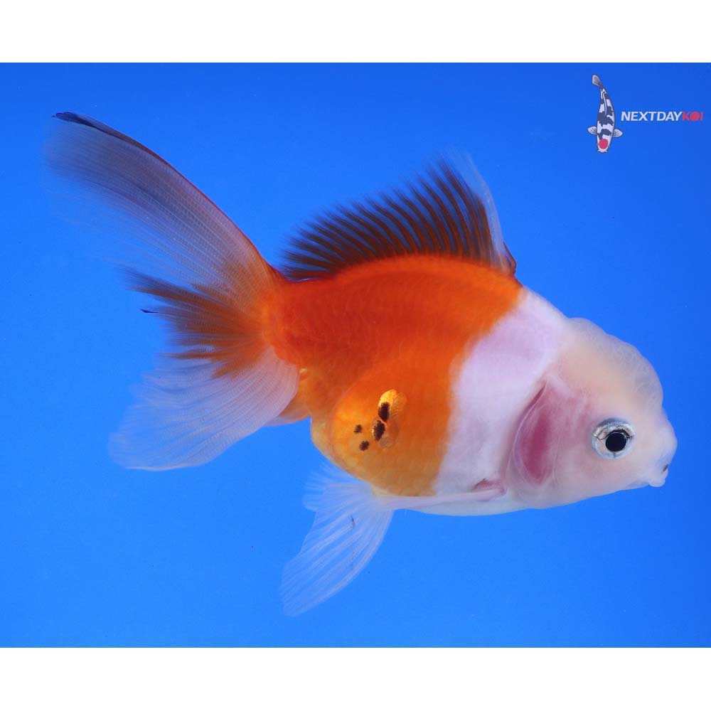 4” Imported Calico Oranda