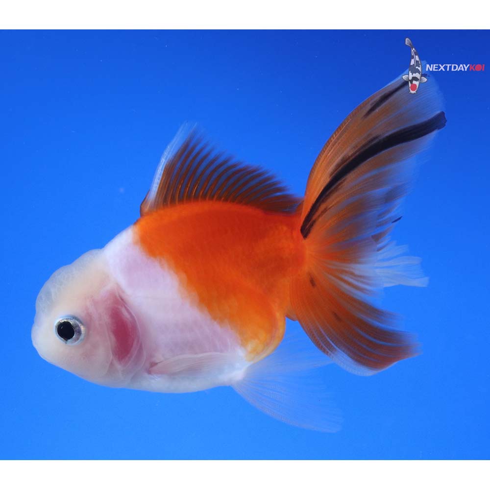 4” Imported Calico Oranda