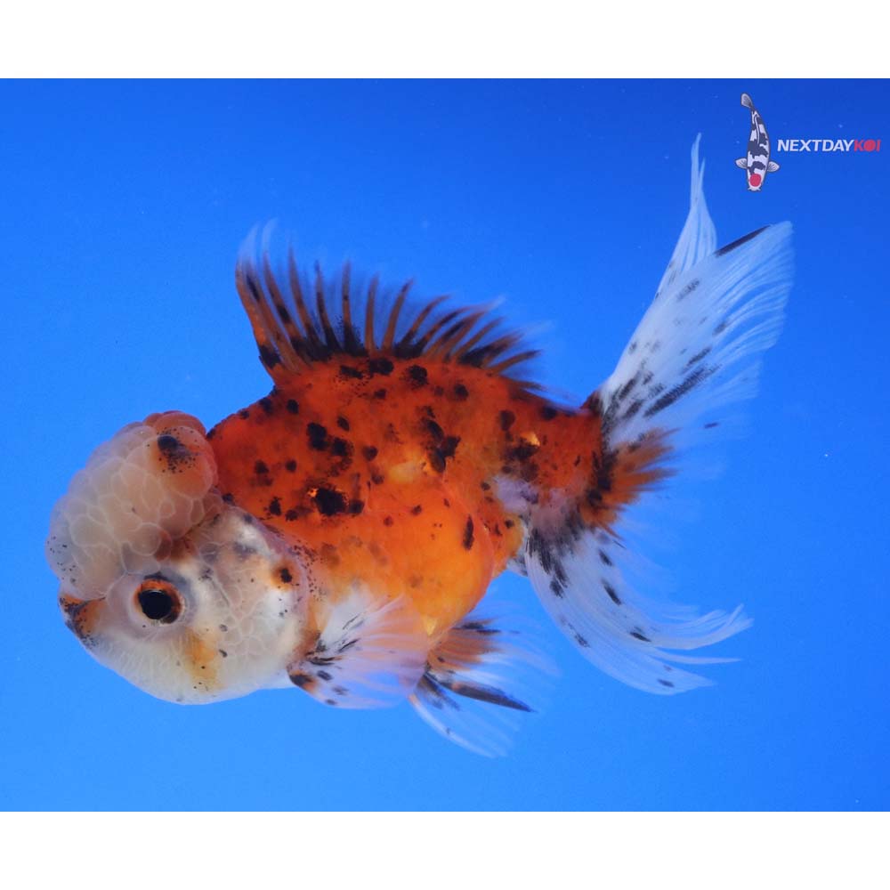 4” Imported Calico Oranda