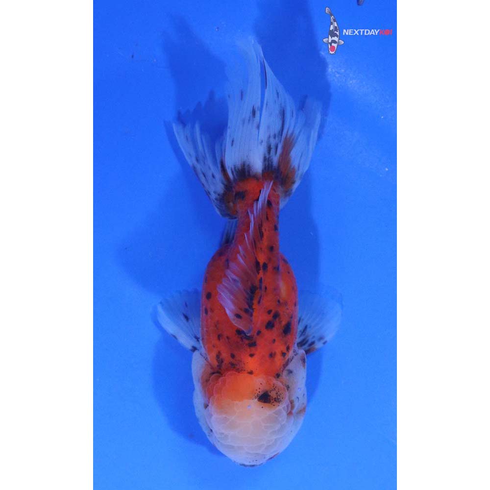 4” Imported Calico Oranda