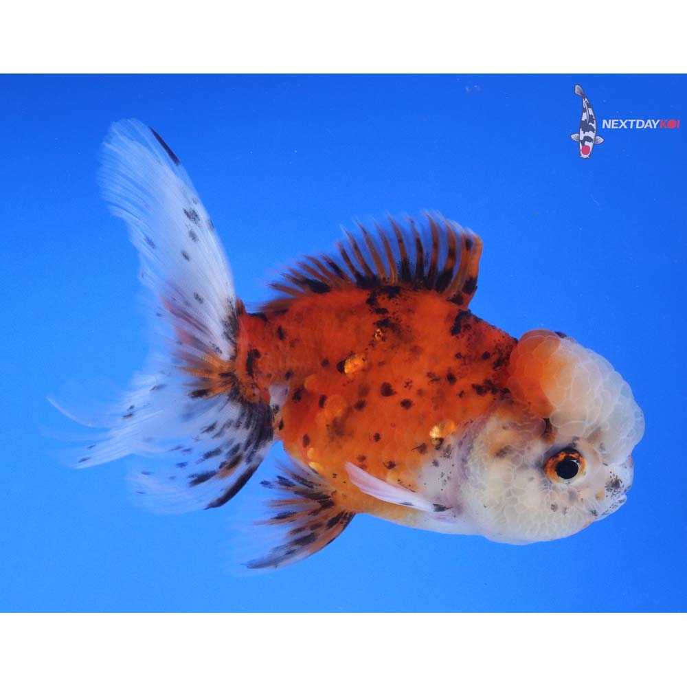 4” Imported Calico Oranda