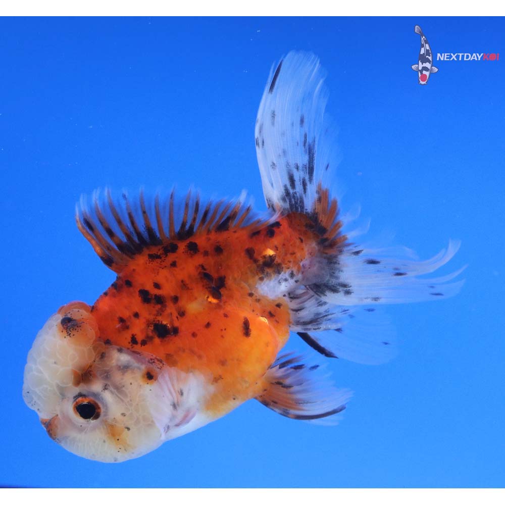 4” Imported Calico Oranda