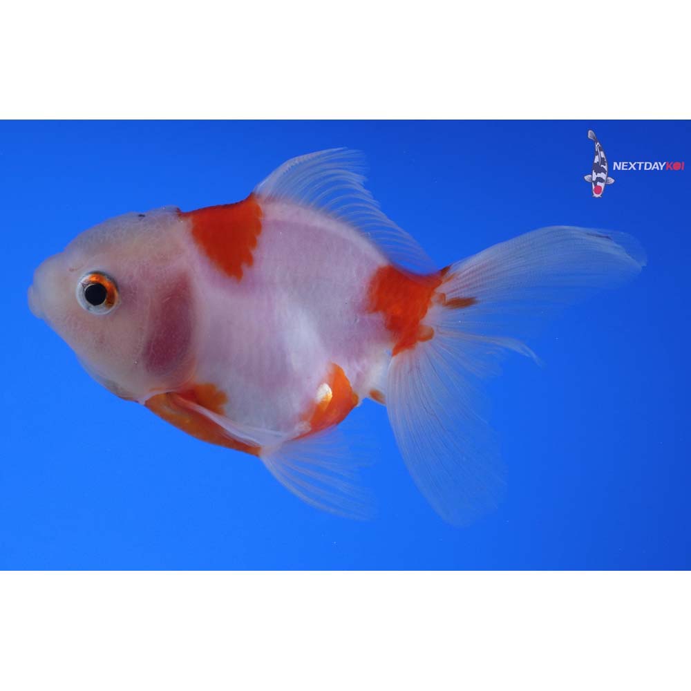 3.5” Imported Red and White Oranda