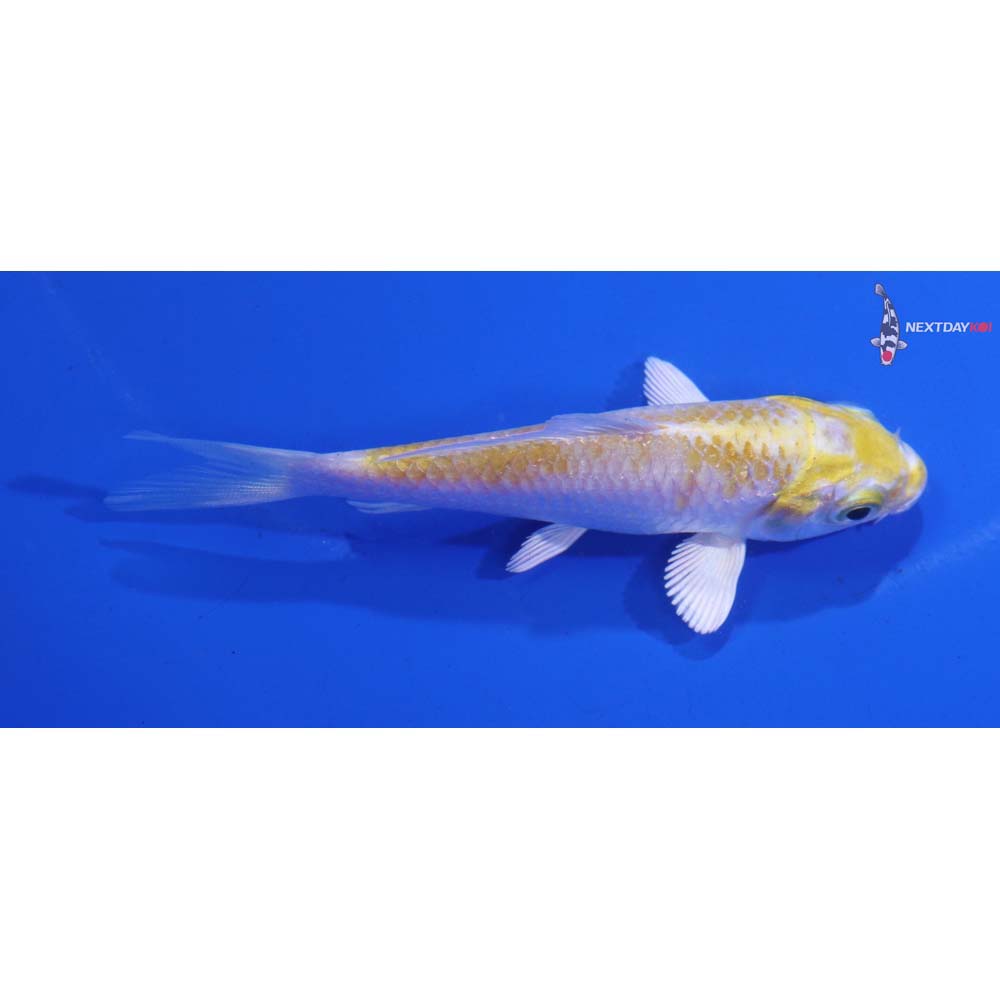 3.5” Imported Lemon Hariwake