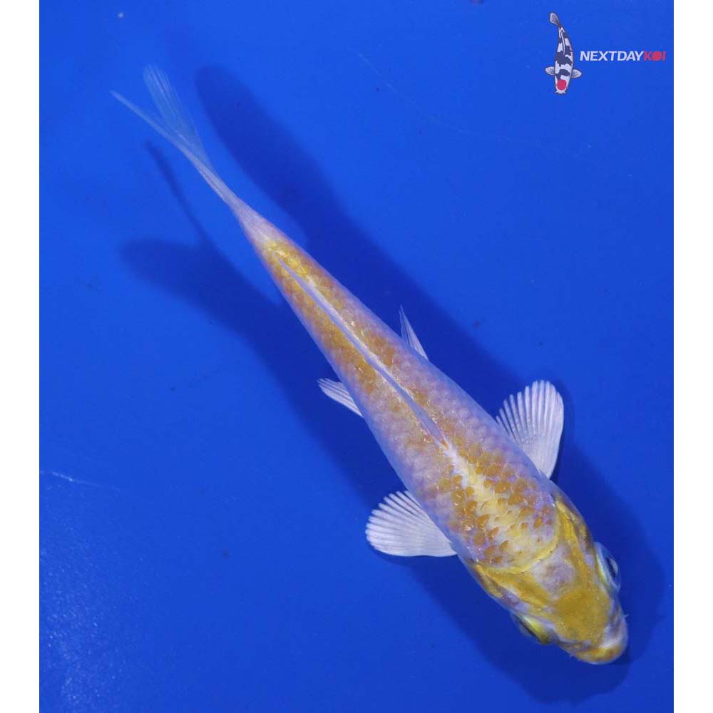 3.5” Imported Lemon Hariwake