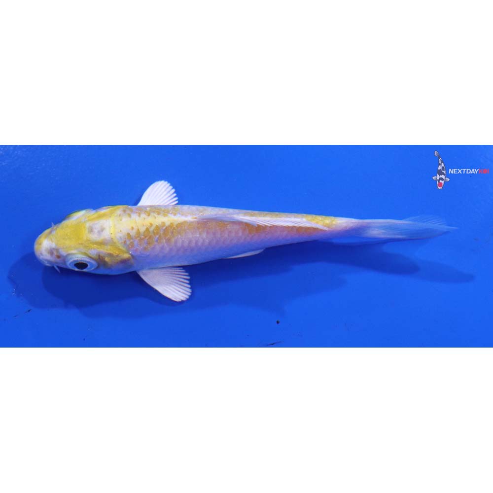 3.5” Imported Lemon Hariwake