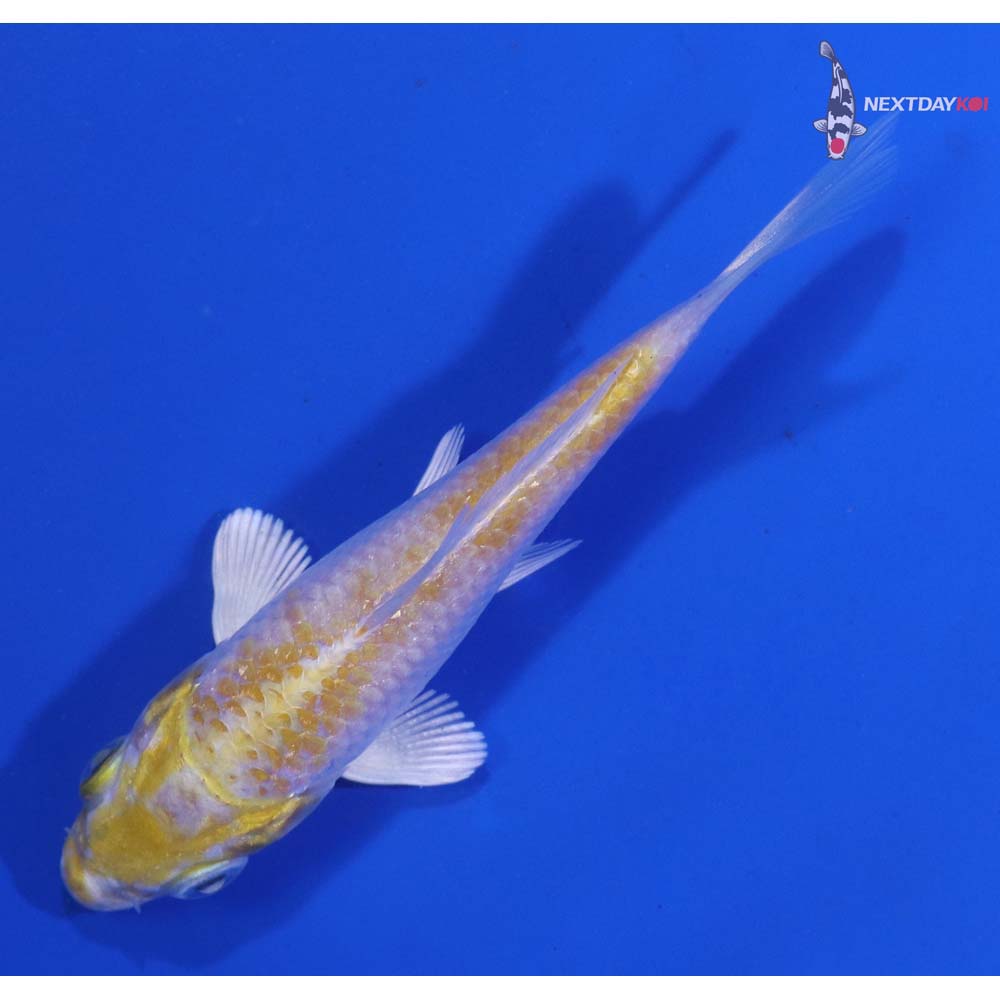 3.5” Imported Lemon Hariwake