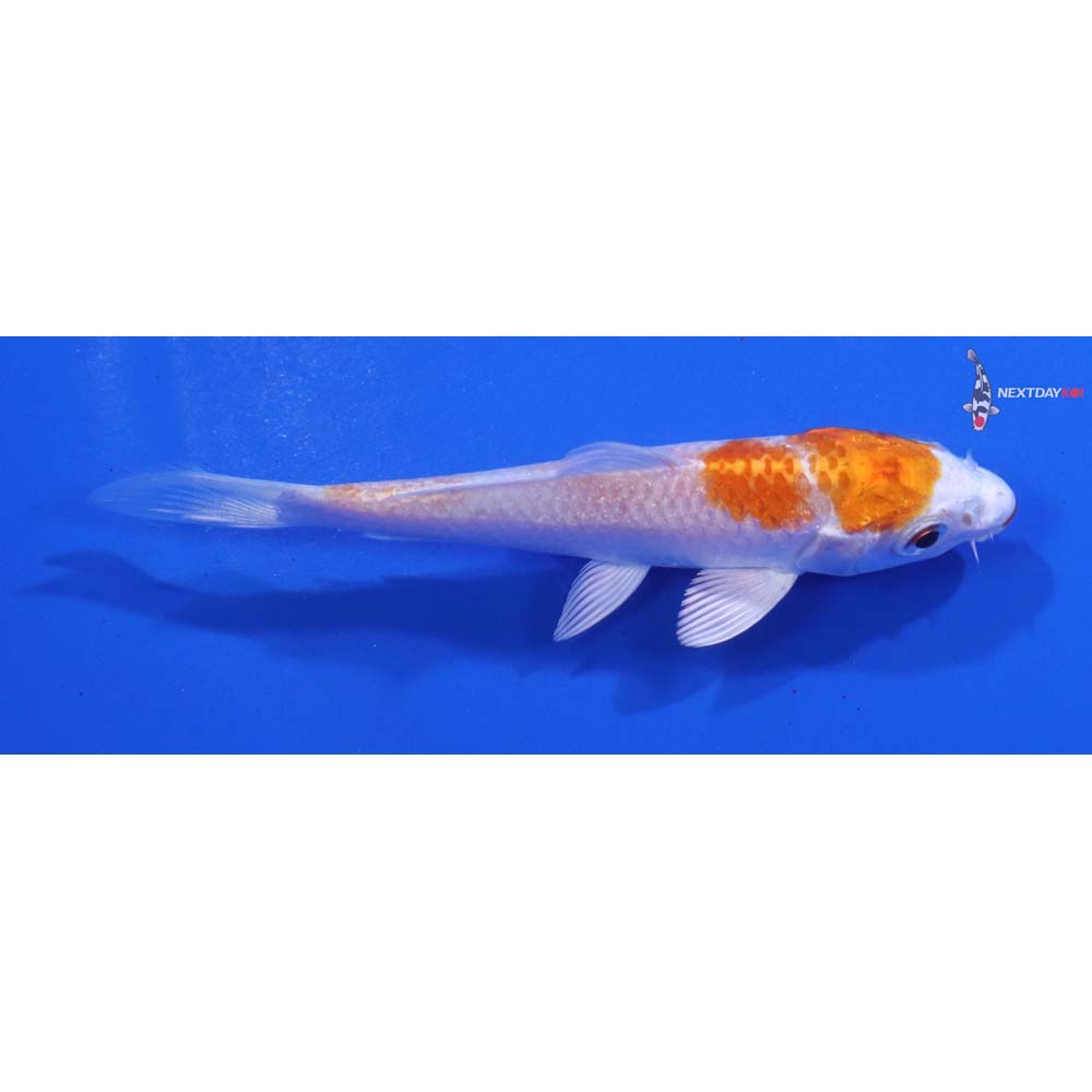 3.5” Imported Hariwake