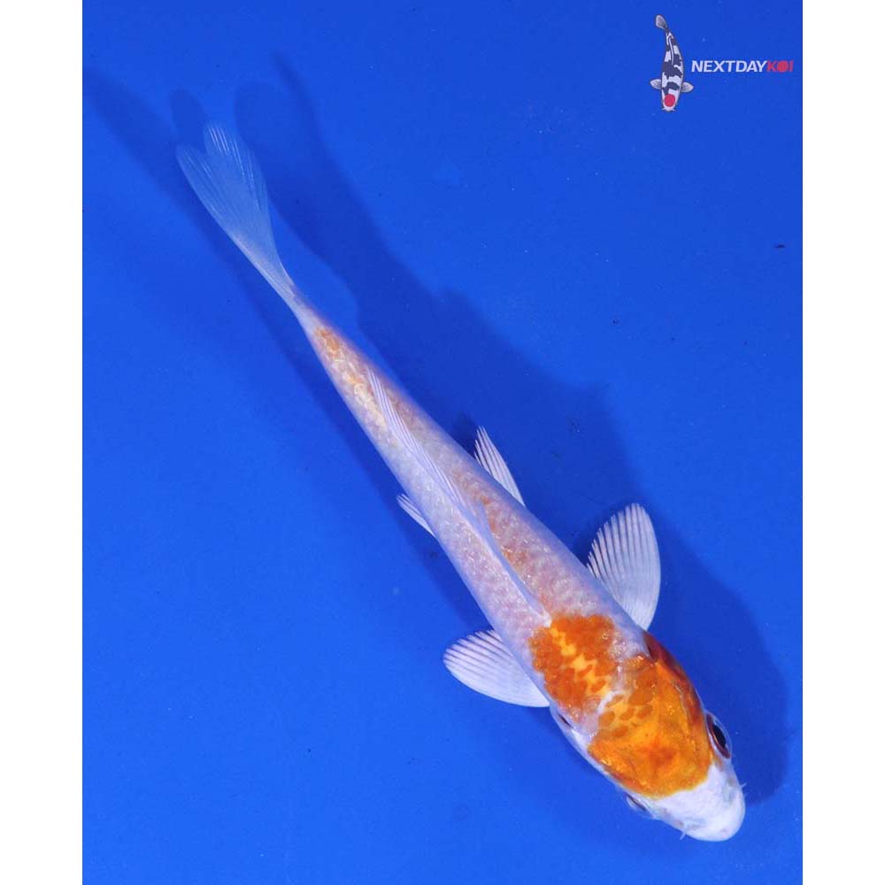 3.5” Imported Hariwake