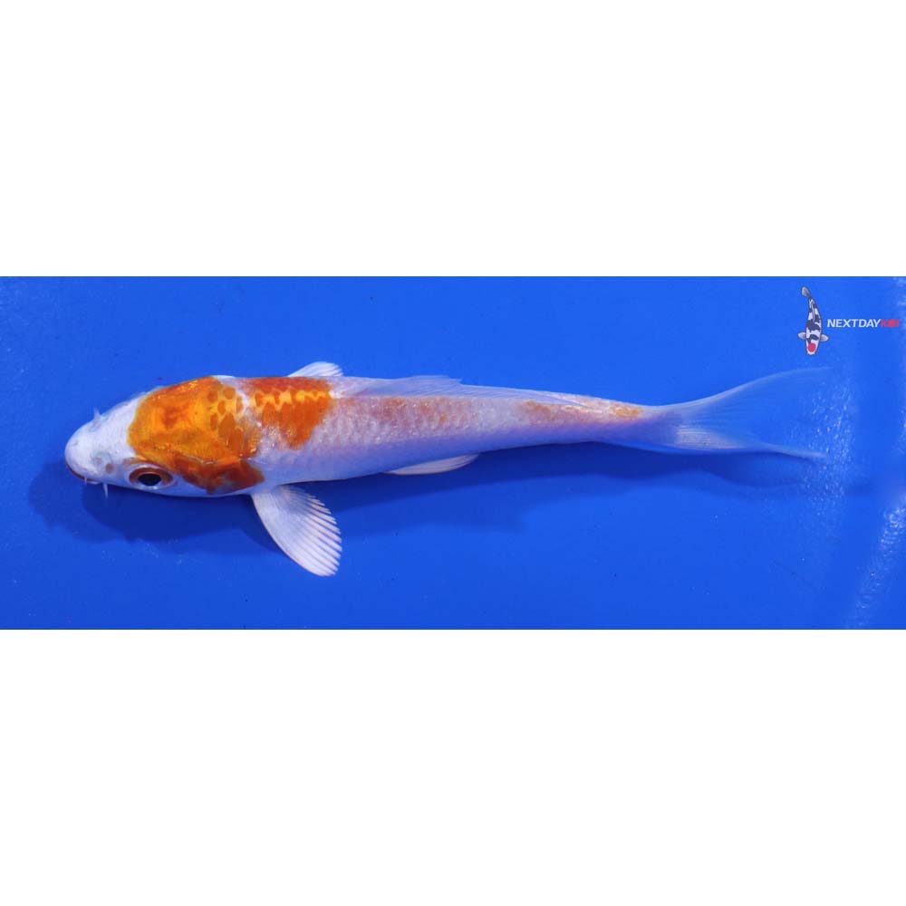 3.5” Imported Hariwake