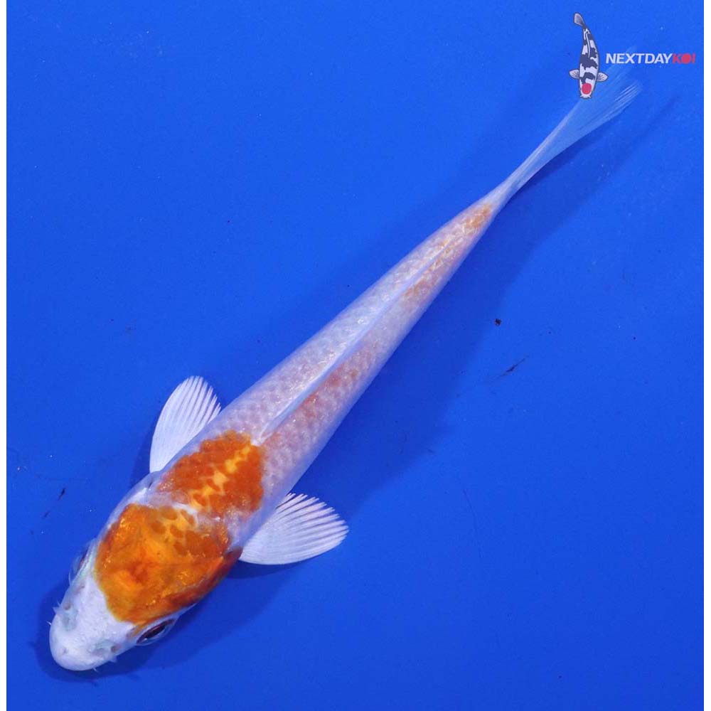 3.5” Imported Hariwake