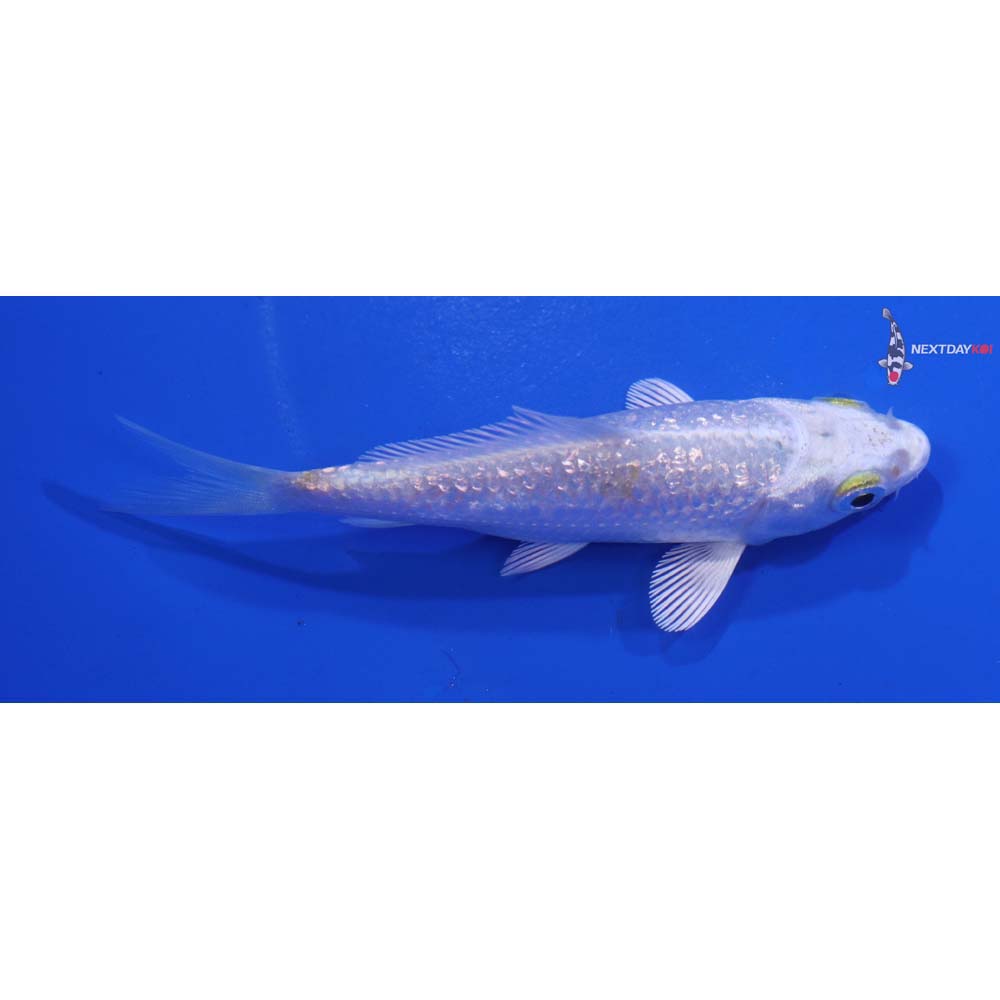3.5” Imported Gin Rin Platinum Ogon