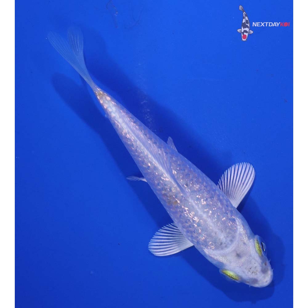 3.5” Imported Gin Rin Platinum Ogon