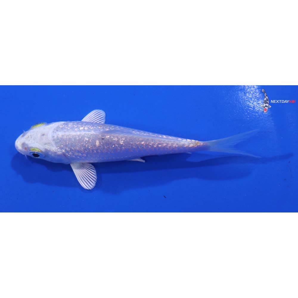 3.5” Imported Gin Rin Platinum Ogon