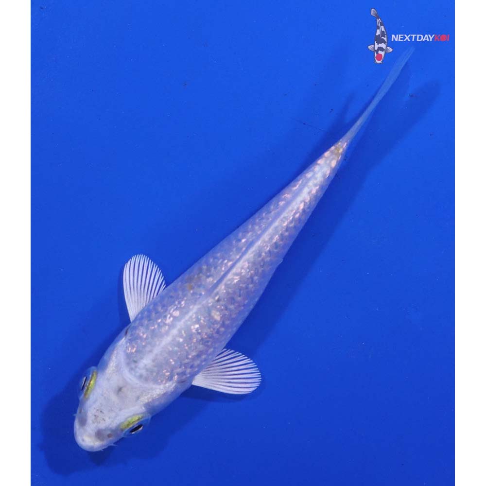 3.5” Imported Gin Rin Platinum Ogon