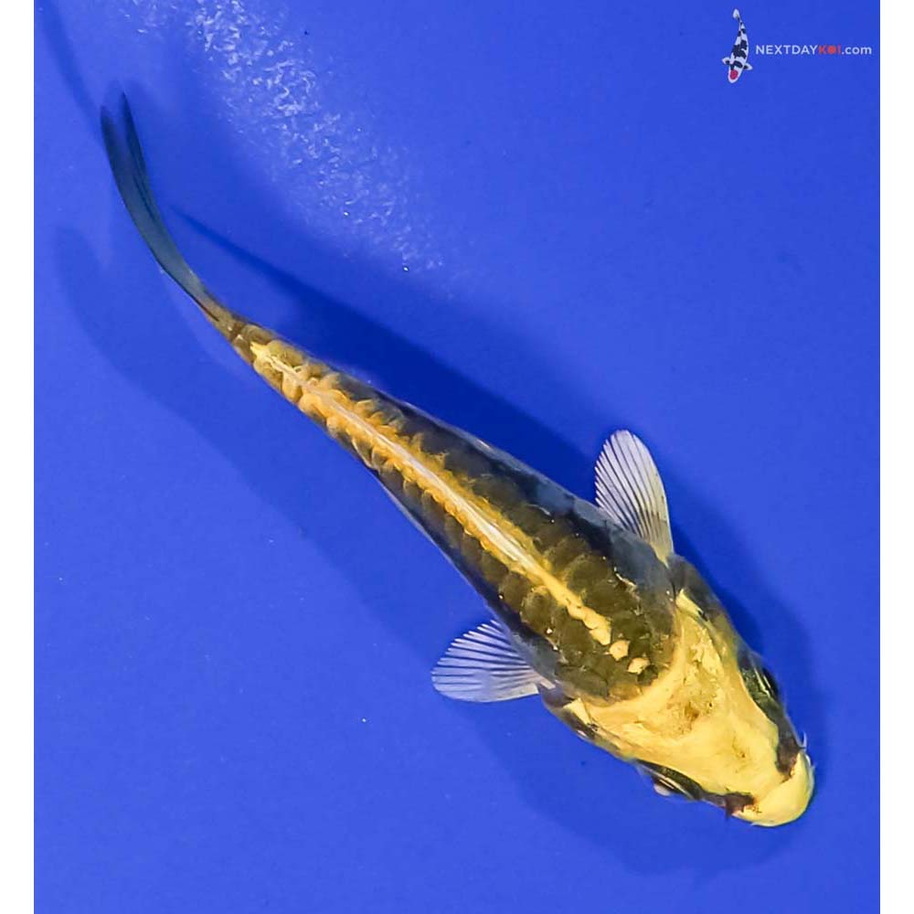 3” Imported Kin Kikokuryu