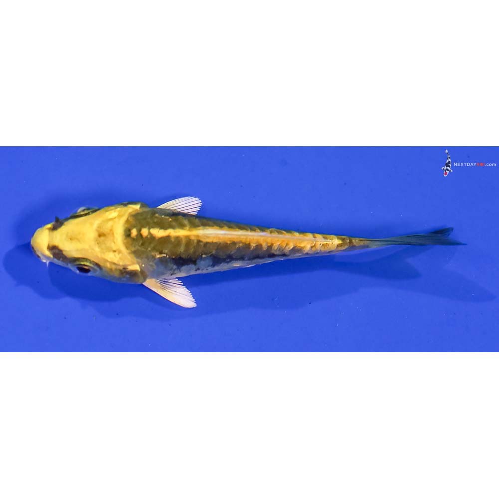3” Imported Kin Kikokuryu