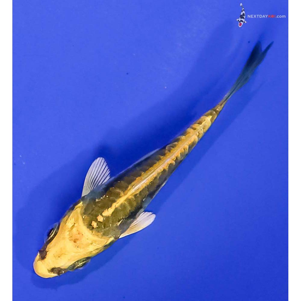3” Imported Kin Kikokuryu