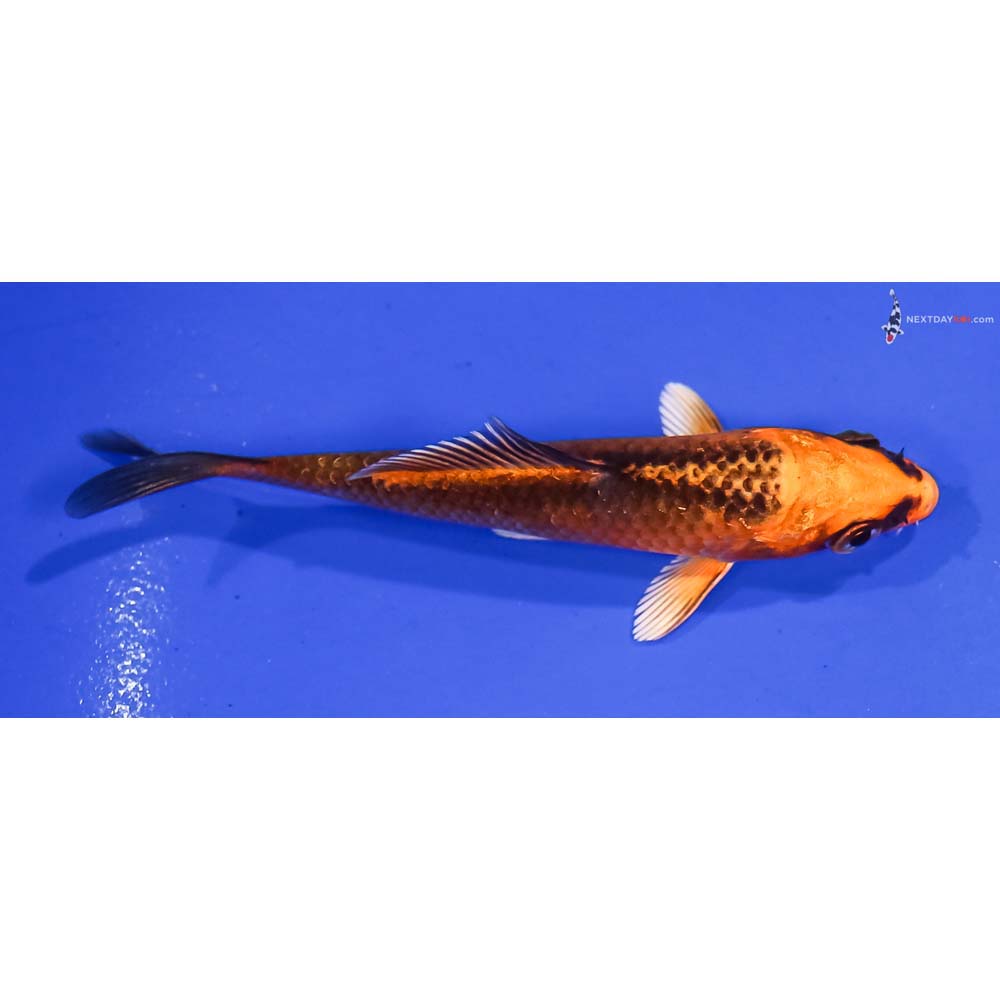 3” Imported Orenji Matsuba