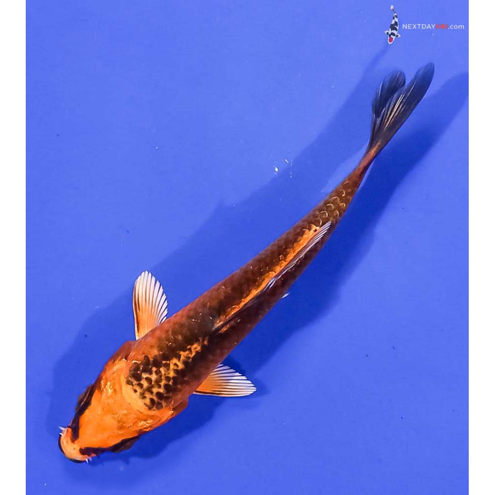 3” Imported Orenji Matsuba