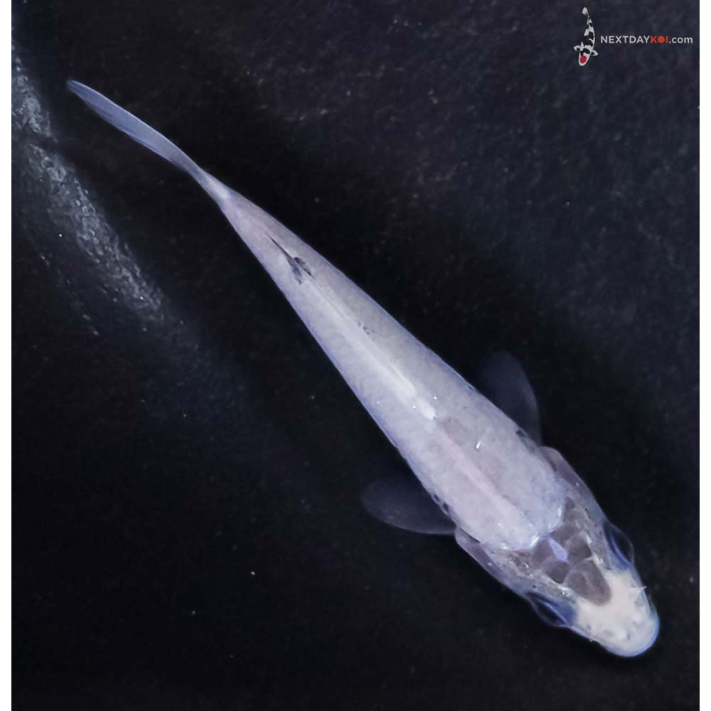 3” Imported Matsukawabakke
