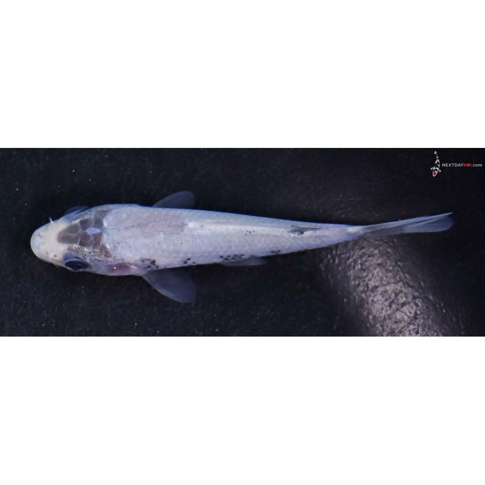 3” Imported Matsukawabakke