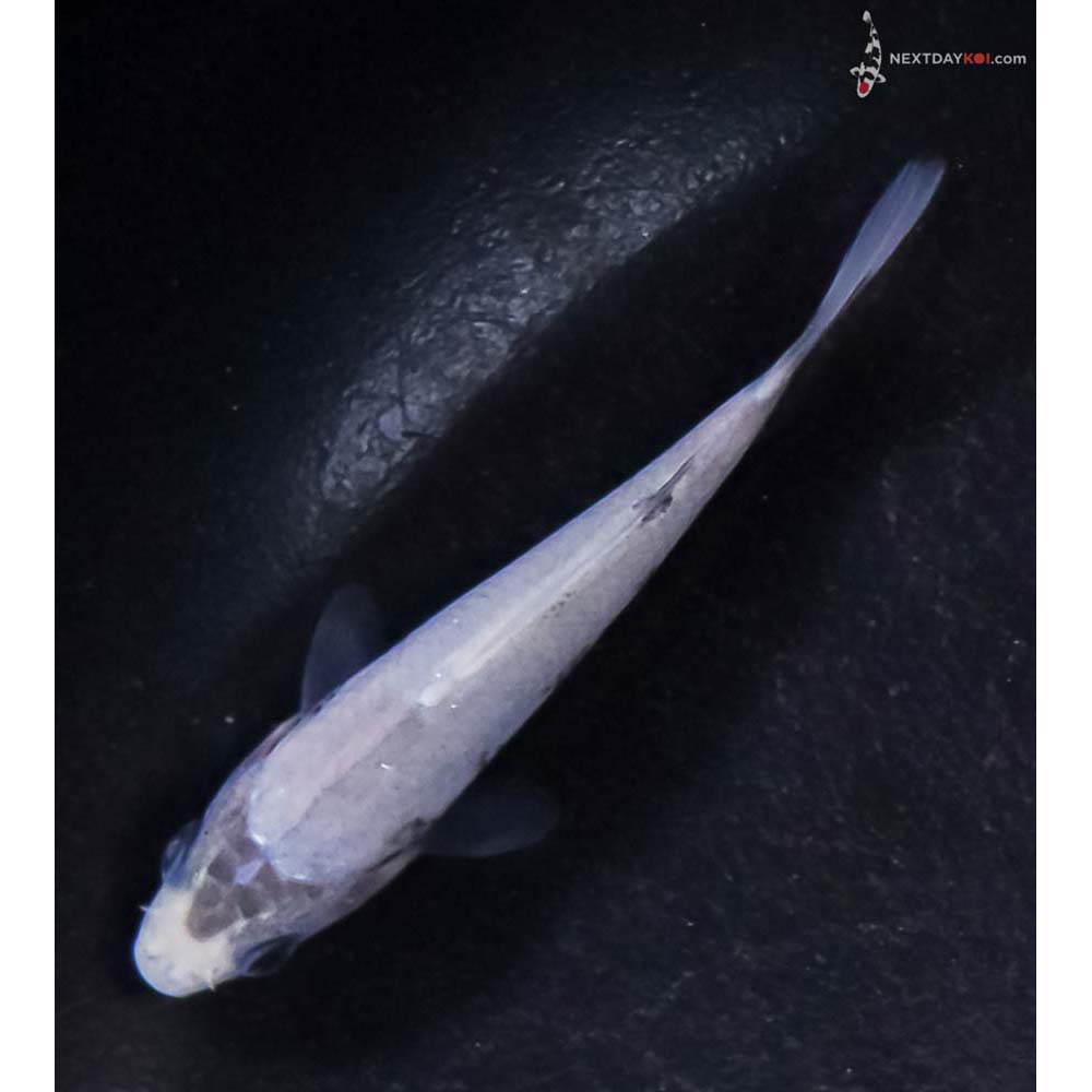 3” Imported Matsukawabakke