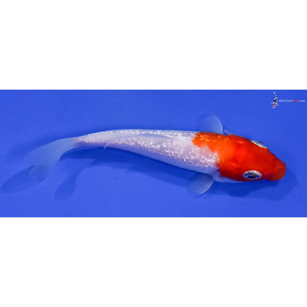 3.5” Imported Gin Rin Kohaku