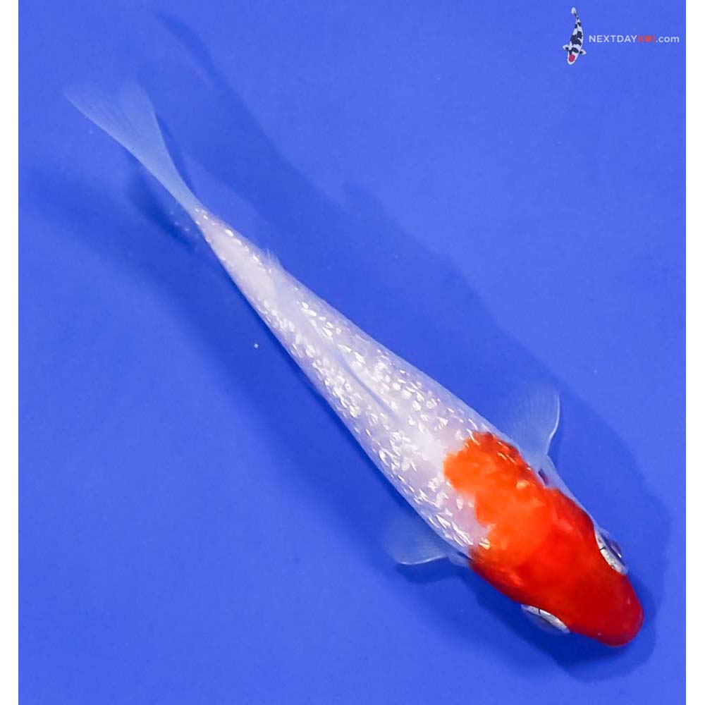 3.5” Imported Gin Rin Kohaku