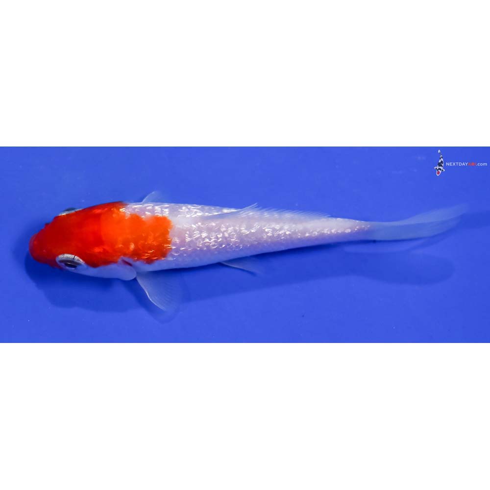3.5” Imported Gin Rin Kohaku
