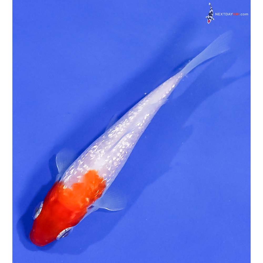 3.5” Imported Gin Rin Kohaku