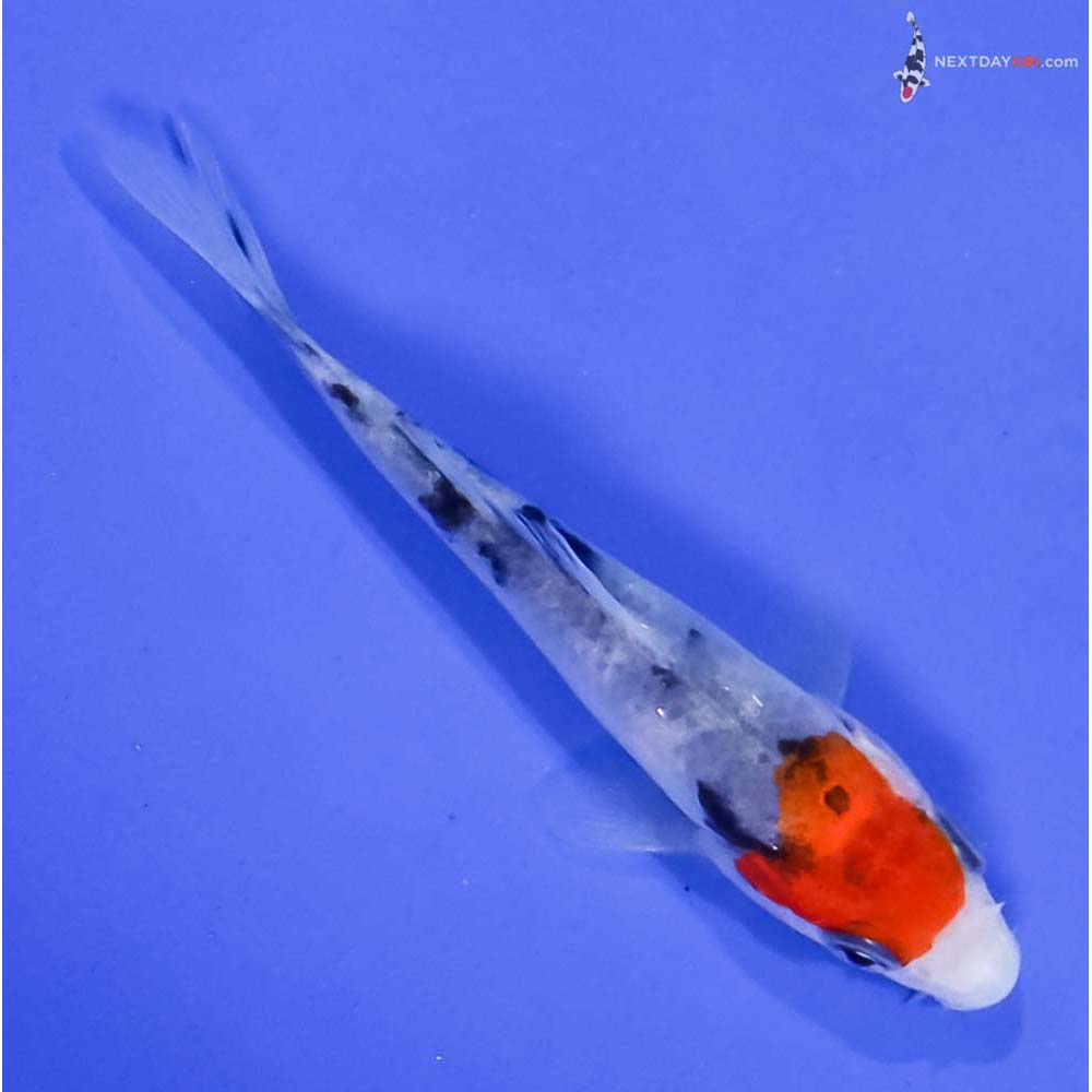 3.5” Imported Sanke