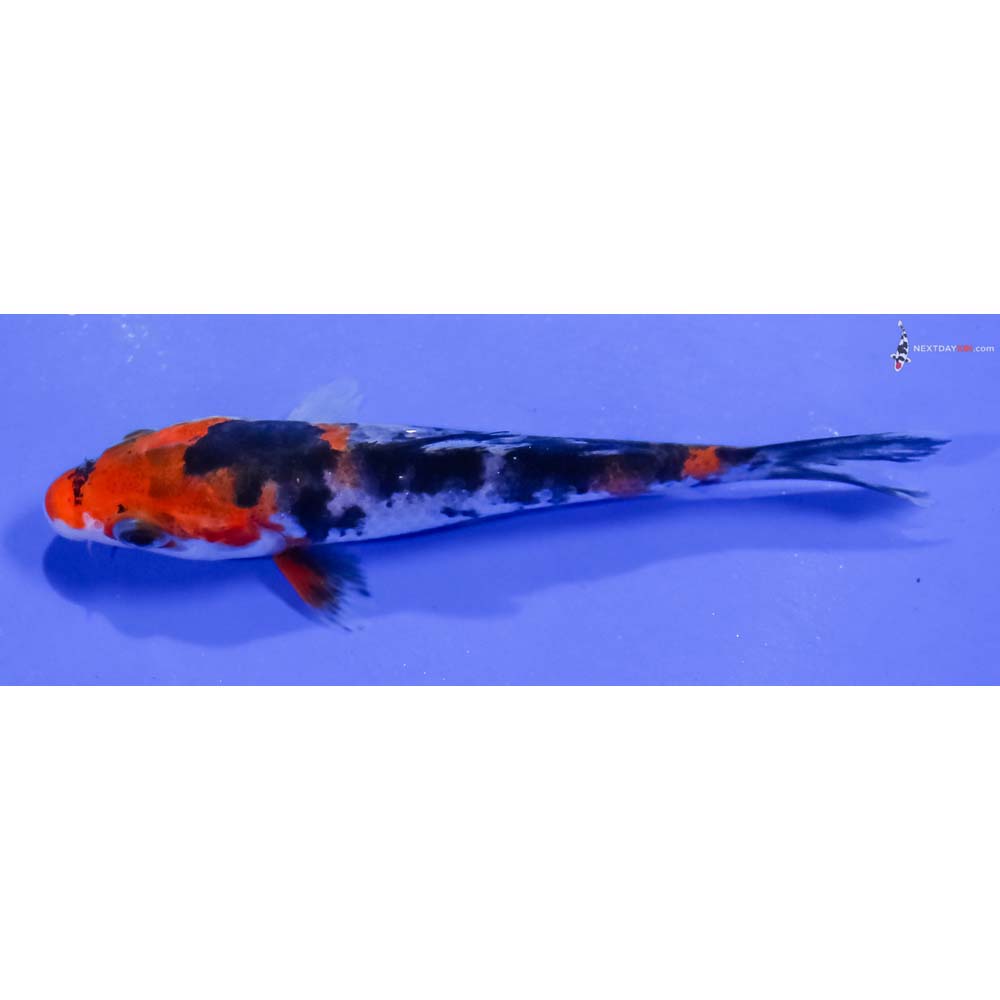 3.5” Imported Sanke