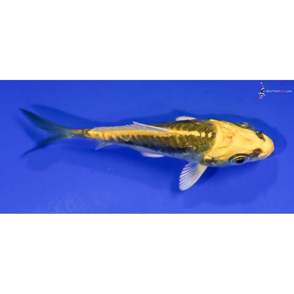 3” Imported Kin Kikokuryu