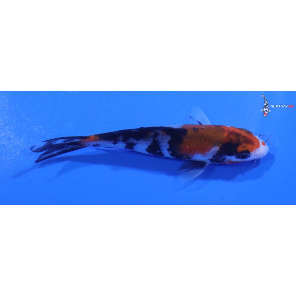 3.5” Imported Sanke