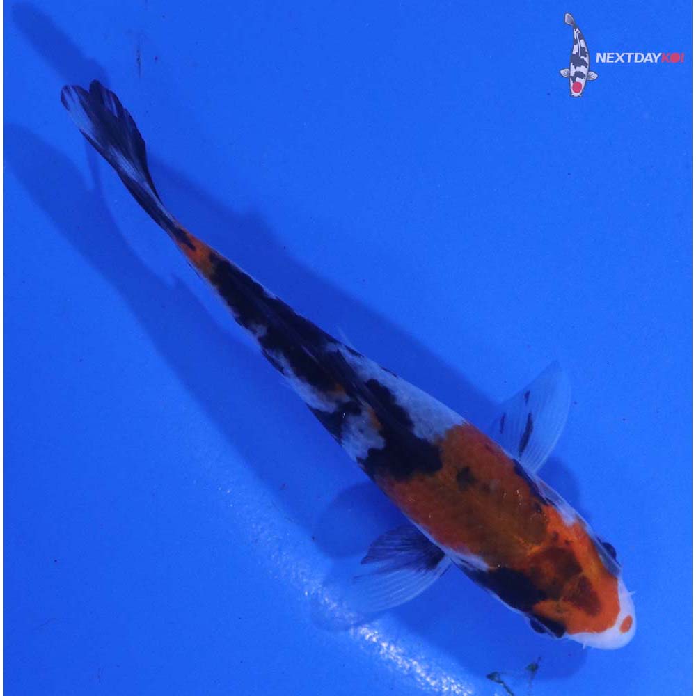 3.5” Imported Sanke