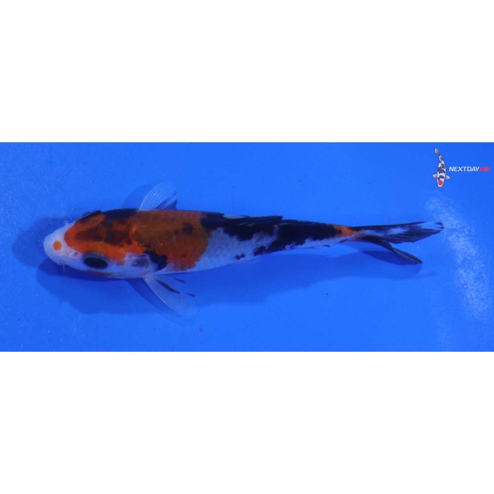 3.5” Imported Sanke