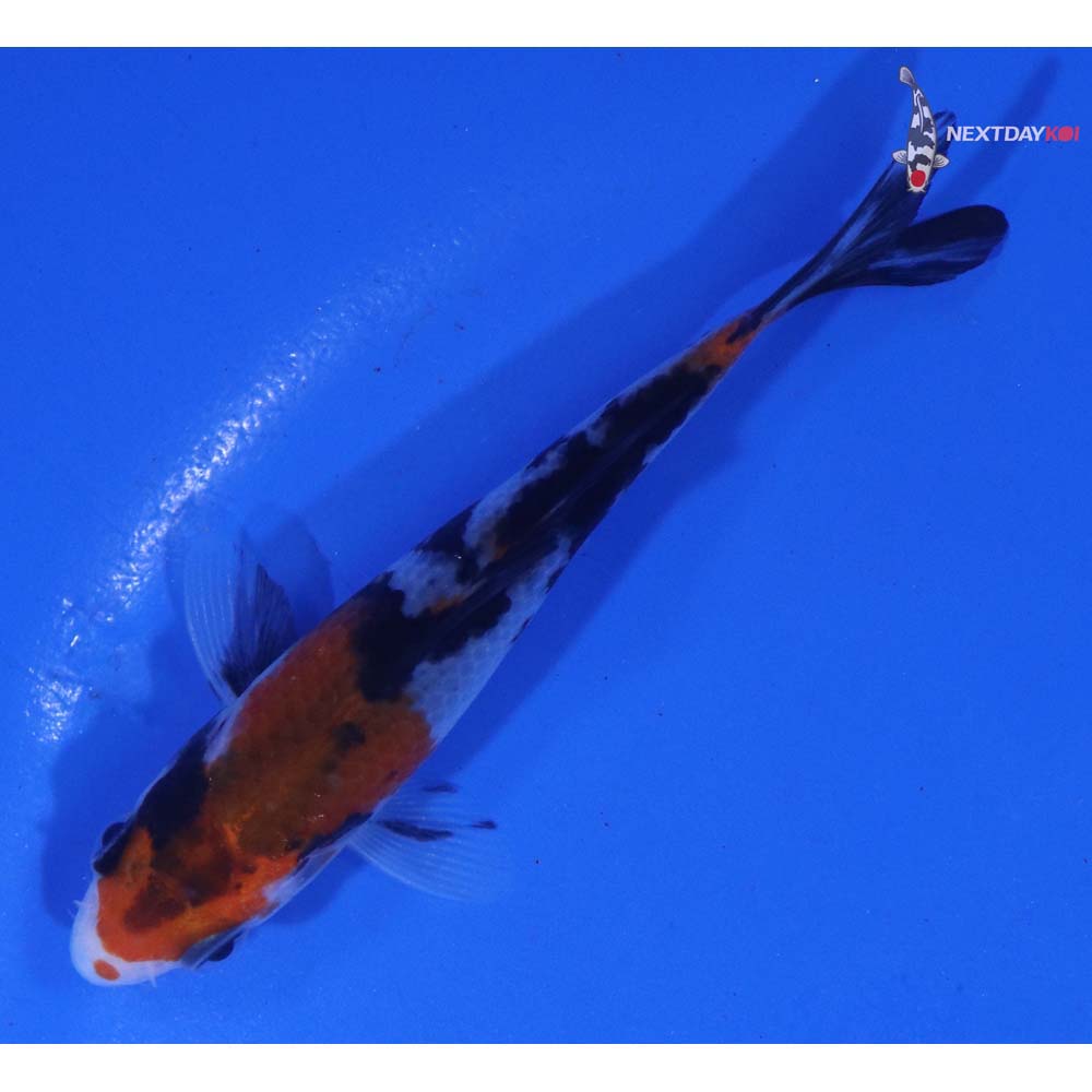 3.5” Imported Sanke