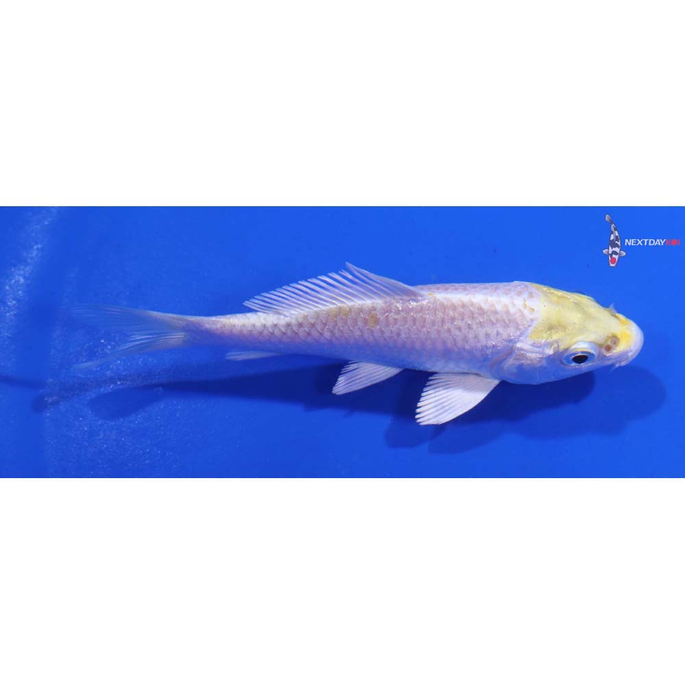 3.5” Imported Lemon Hariwake