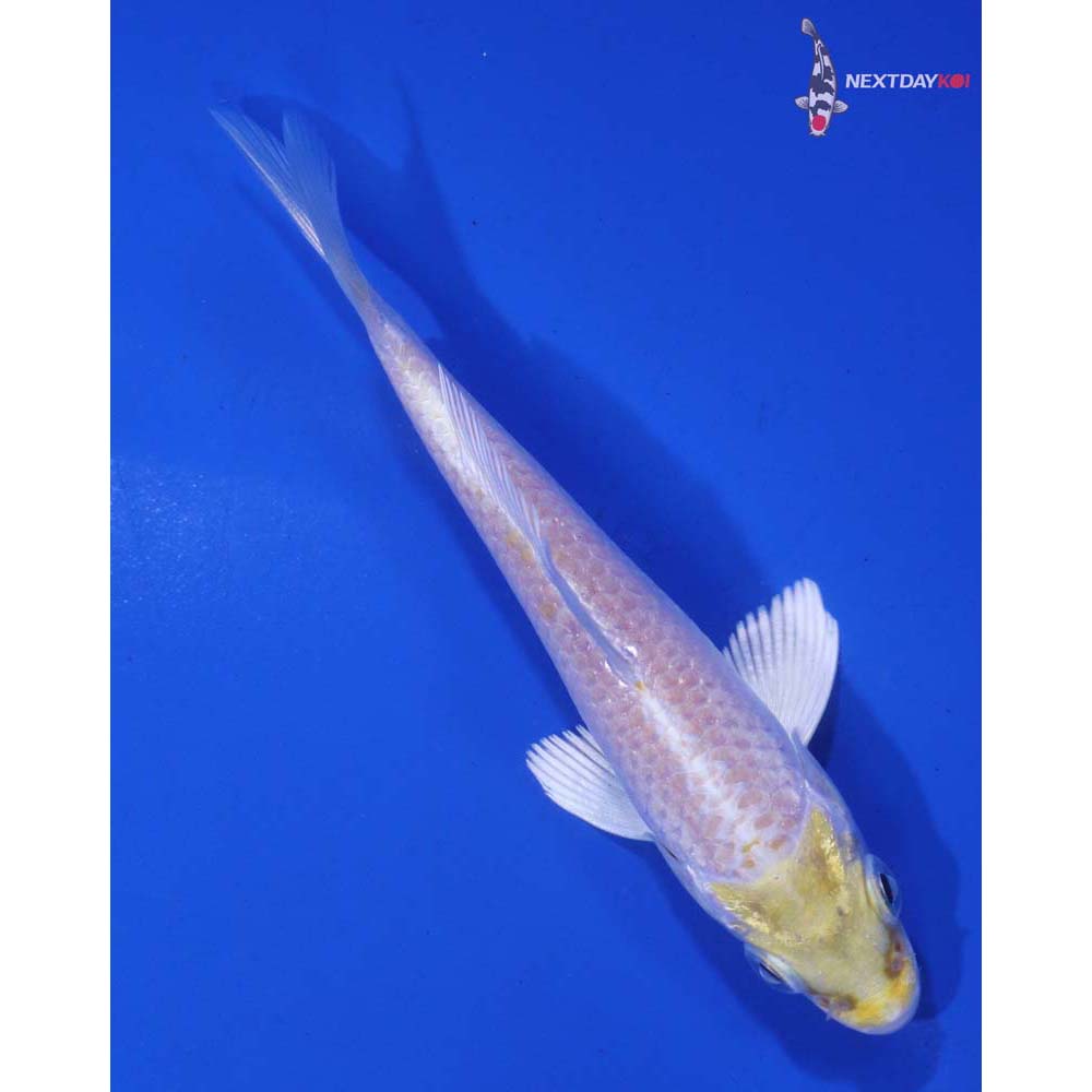 3.5” Imported Lemon Hariwake
