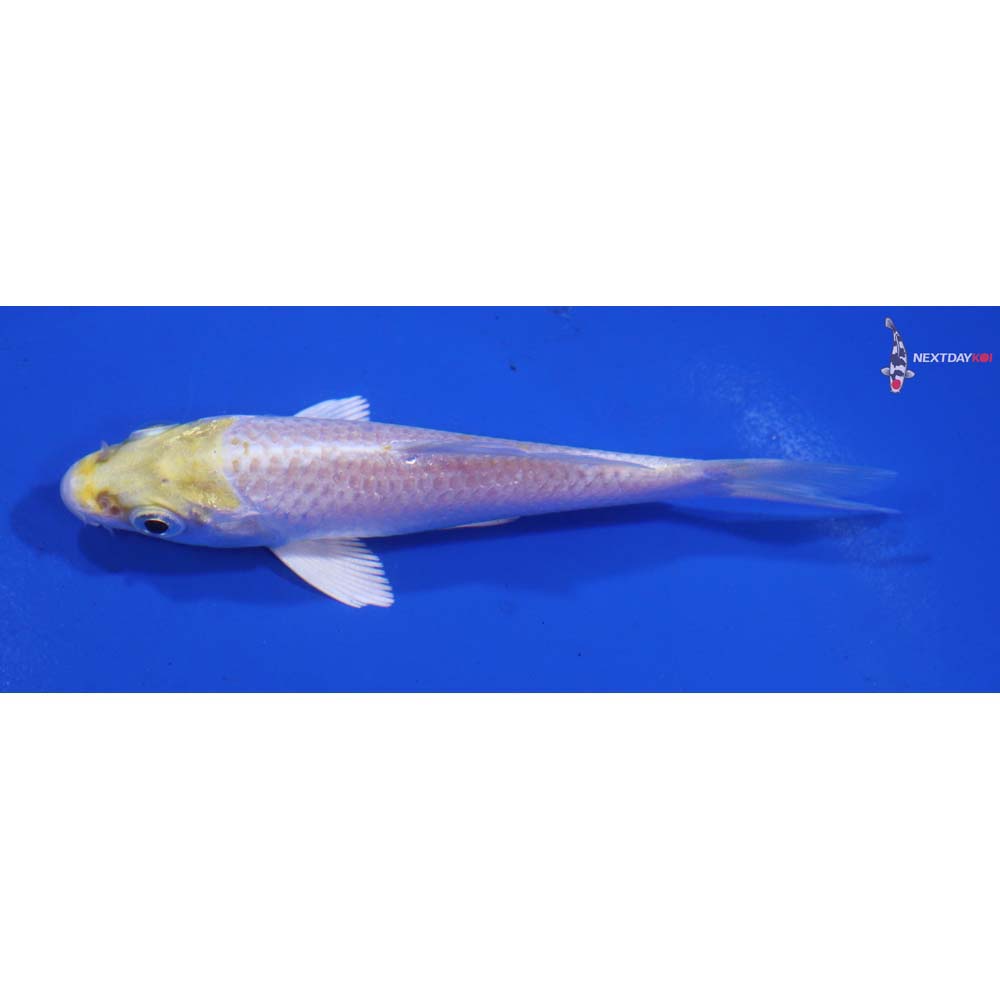 3.5” Imported Lemon Hariwake